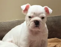 Glo, a female English Bulldog for sale in Canton, OH – Photo 1 of 4