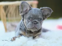 Frankie , a male French Bulldog for sale in Canton, OH – 5 of 5
