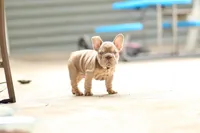 Andre, a male French Bulldog for sale in Canton, OH – 5 of 6