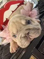 Gemini, a female French Bulldog for sale in Canton, OH – Photo 5 of 6