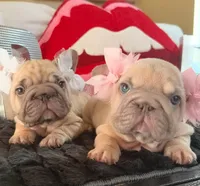 Gemini, a female French Bulldog for sale in Canton, OH – Photo 3 of 6