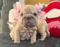 Gemini, a female French Bulldog for sale in Canton, OH – Photo 1 of 6