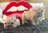 Gemini, a female French Bulldog for sale in Canton, OH – Photo 6 of 6