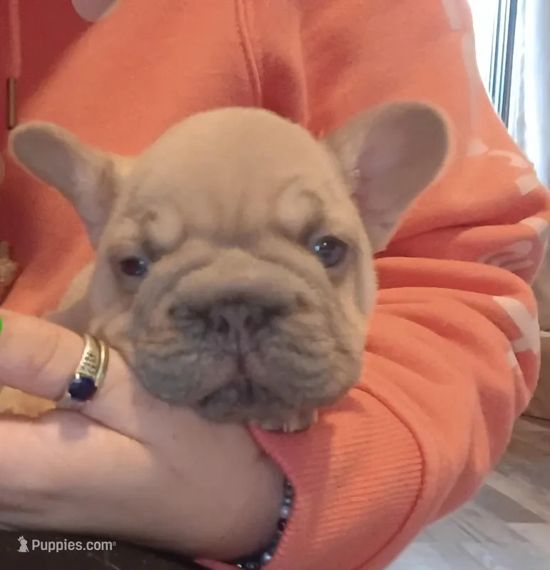 Alexis – French Bulldog puppy for sale in Canton, OH