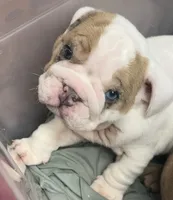 Mya , a female English Bulldog for sale in Canton, OH – 2 of 6