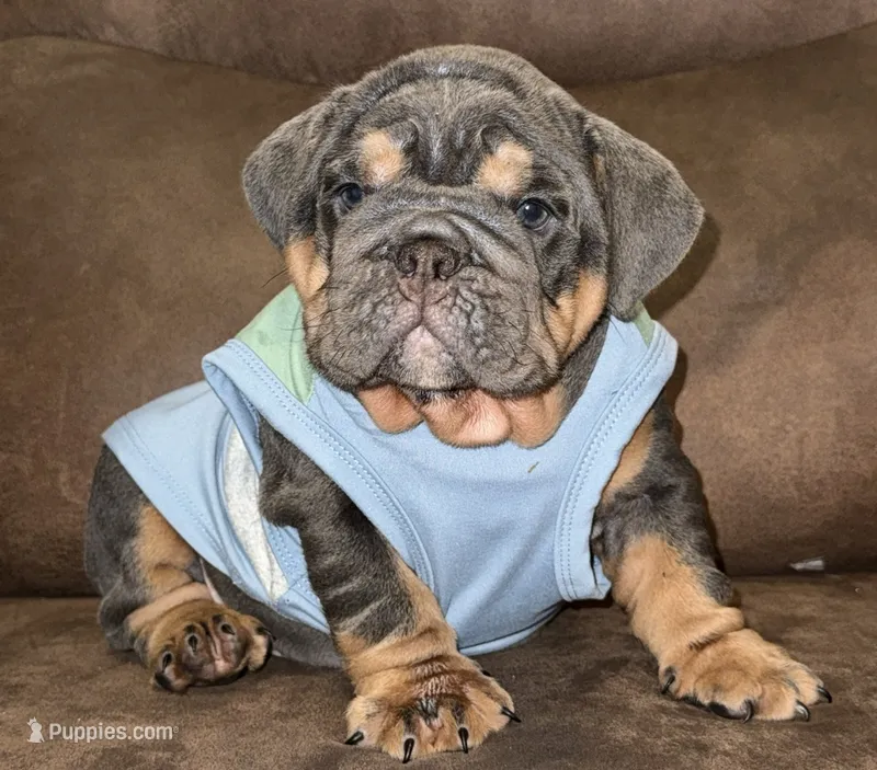 Scooby  – English Bulldog puppy for sale in Canton, OH