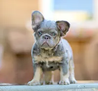 Frankie , a male French Bulldog for sale in Canton, OH – 4 of 5