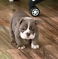 Layla, a female English Bulldog for sale in Canton, OH – Photo 4 of 4