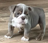 Layla, a female English Bulldog for sale in Canton, OH – Photo 1 of 4