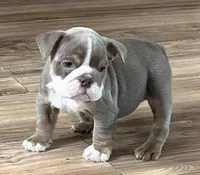 Layla, a female English Bulldog for sale in Canton, OH – Photo 3 of 4