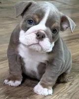 Layla, a female English Bulldog for sale in Canton, OH – Photo 2 of 4