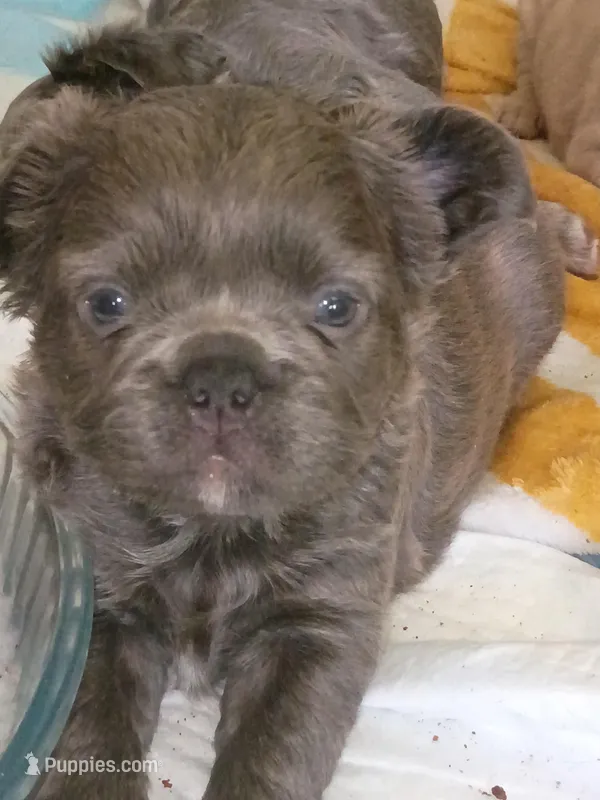 Elvira  – French Bulldog puppy for sale in Canton, OH