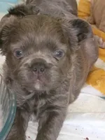 Elvira , a female French Bulldog for sale in Canton, OH – Photo 1 of 2