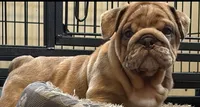 Zelda , a female English Bulldog for sale in Canton, OH – 3 of 4