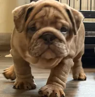 Zelda , a female English Bulldog for sale in Canton, OH – 4 of 4