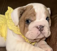Mya , a female English Bulldog for sale in Canton, OH – 4 of 6