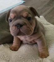 Andre, a male French Bulldog for sale in Canton, OH – Photo 2 of 2