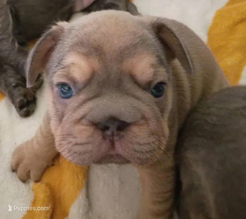 Andre – French Bulldog puppy for sale in Canton, OH