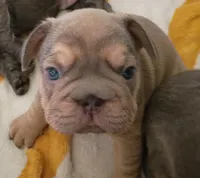 Andre, a male French Bulldog for sale in Canton, OH – Photo 1 of 2