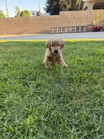 Miss Orange , a female Golden Retriever for sale in Bloomington, CA – 3 of 3