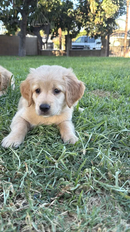 Miss red  – Golden Retriever puppy for sale in Bloomington, CA