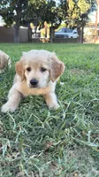 Miss red , a female Golden Retriever for sale in Bloomington, CA – 1 of 1