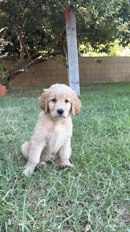 Miss yellow  – Golden Retriever puppy for sale in Bloomington, CA
