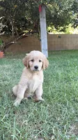 Miss yellow , a female Golden Retriever for sale in Bloomington, CA – 1 of 2