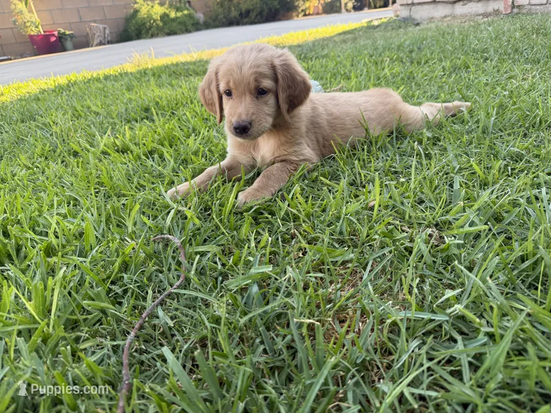 Miss pink  – Golden Retriever puppy for sale in Bloomington, CA