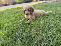 Miss pink , a female Golden Retriever for sale in Bloomington, CA – 1 of 2