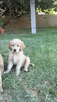 Miss yellow , a female Golden Retriever for sale in Bloomington, CA – 2 of 2