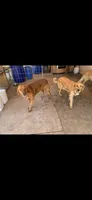 Miss pink , a female Golden Retriever for sale in Bloomington, CA – 2 of 2