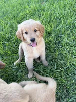 Miss purple, a female Golden Retriever for sale in Bloomington, CA – 1 of 1