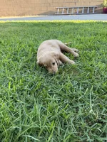 Miss Orange , a female Golden Retriever for sale in Bloomington, CA – 2 of 3