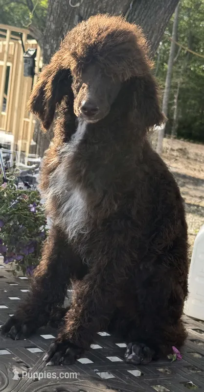 Beau  – Poodle - Standard  puppy for sale in Richland, MO