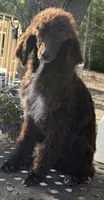 Beau , a male Poodle - Standard  for sale in Richland, MO – 1 of 1