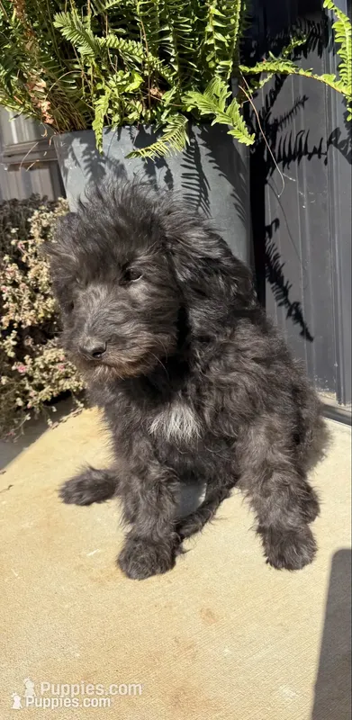 Airy – Aussiedoodle puppy for sale in Richland, MO