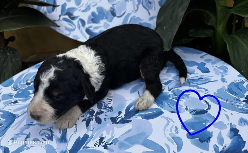 Boy 3 – Aussiedoodle puppy for sale in Richland, MO