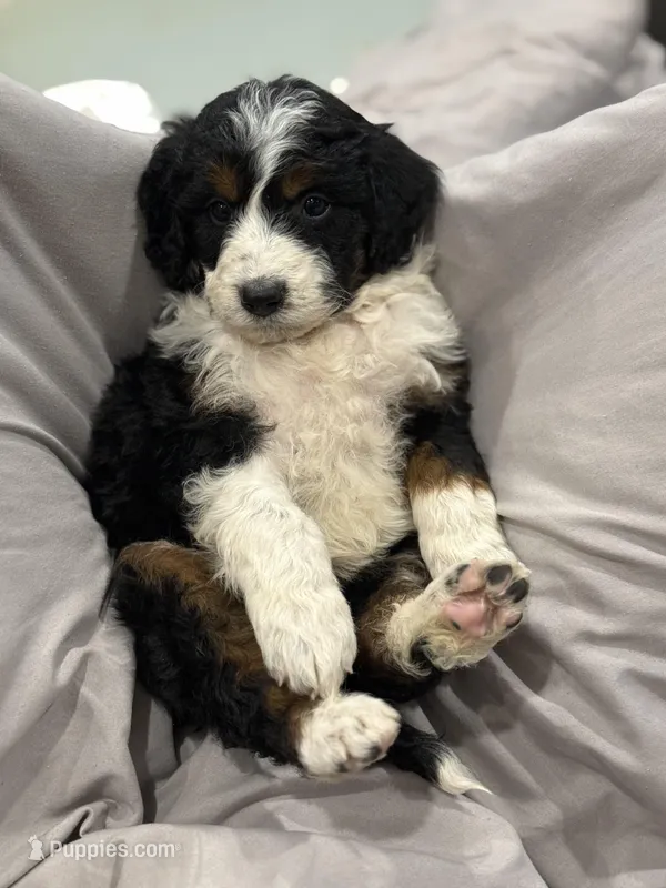 Boy 3 – Aussiedoodle puppy for sale in Richland, MO