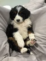 Boy 3, a male Aussiedoodle for sale in Richland, MO – 1 of 2