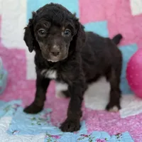 Belle, a female Poodle - Standard  for sale in Richland, MO – Photo 2 of 2