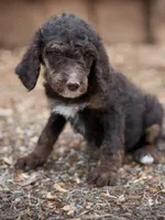 Belle, a female Poodle - Standard  for sale in Richland, MO – Photo 1 of 2