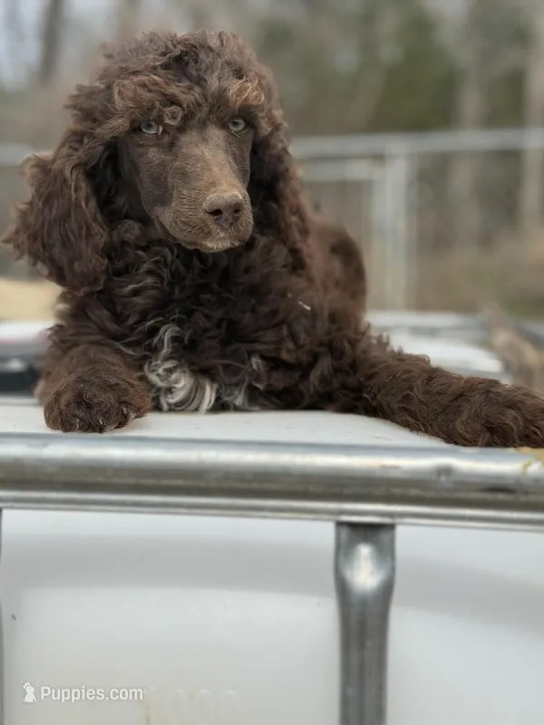 Peanut – Poodle - Standard  puppy for sale in Richland, MO