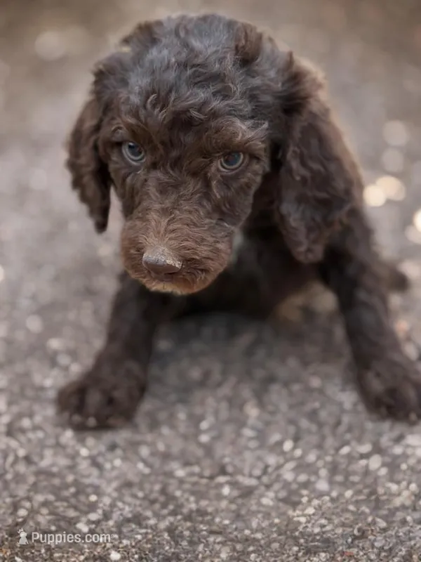 Peanut – Poodle - Standard  puppy for sale in Tuscumbia, MO