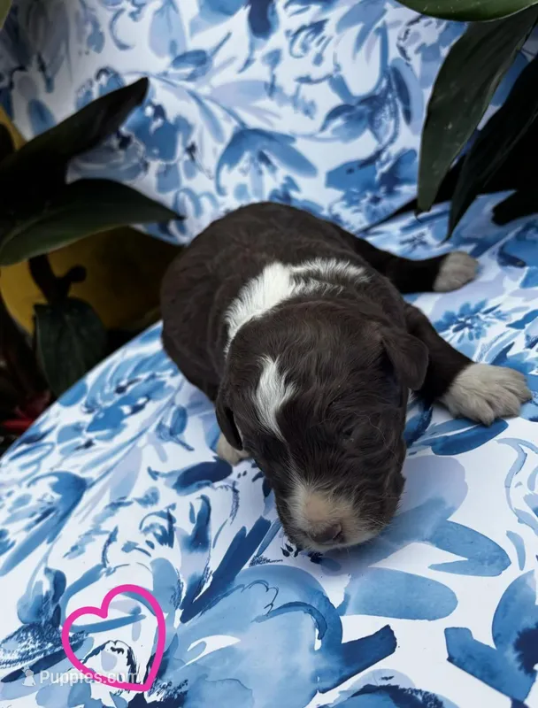 Girl 3 – Aussiedoodle puppy for sale in Richland, MO