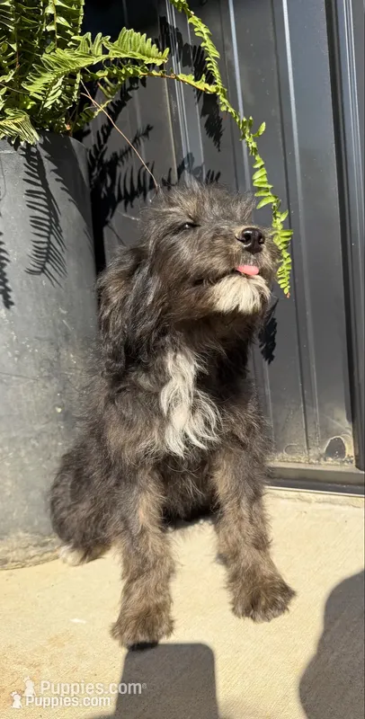 Sage – Aussiedoodle puppy for sale in Richland, MO