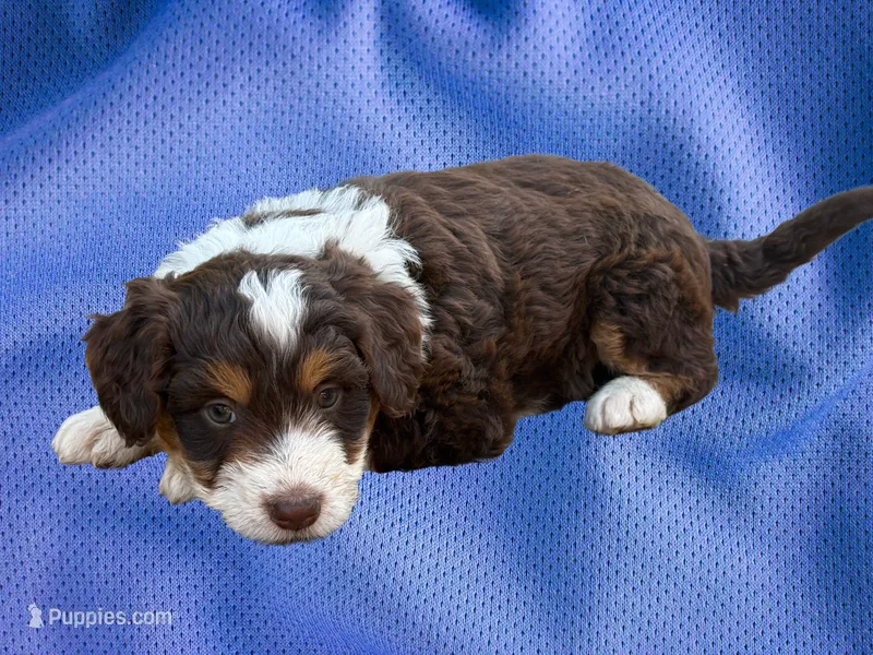Boy 2 – Aussiedoodle puppy for sale in Richland, MO