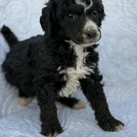 Reko, a male Poodle - Standard  for sale in Richland, MO – Photo 2 of 2