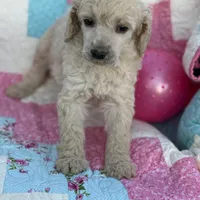 Snow, a female Poodle - Standard  for sale in Richland, MO – Photo 2 of 2