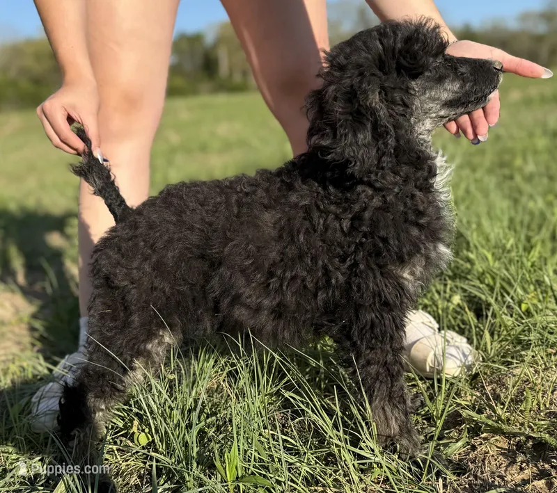 Shera – Poodle - Standard  puppy for sale in Richland, MO